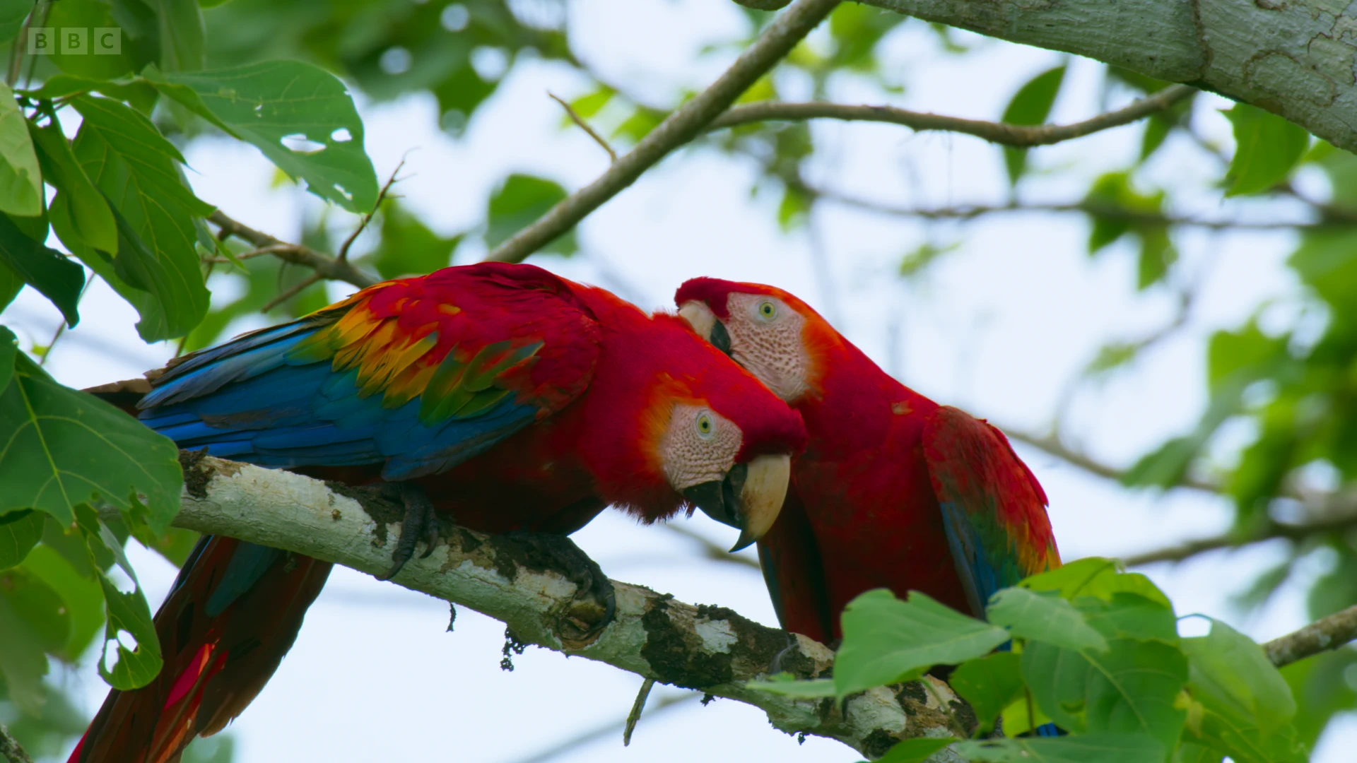 South American scarlet macaw (Ara macao macao) as shown in Seven Worlds, One Planet - South America